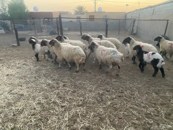 غنم نعيم مطافيل 3