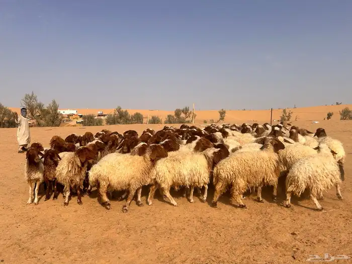 غنم نعيمي 1