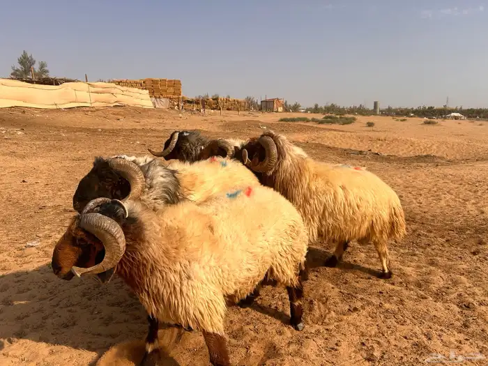 فحول نعيم 4