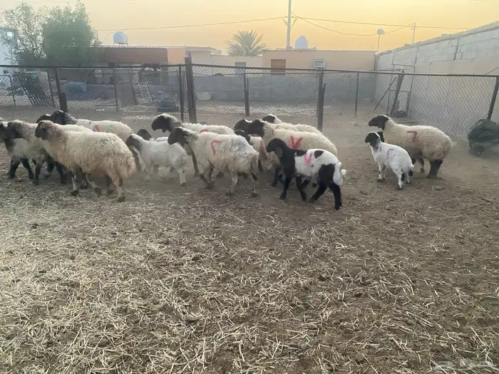 غنم نعيم مطافيل 2