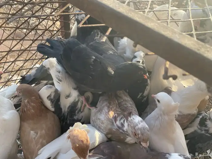 حمام مشكل 21