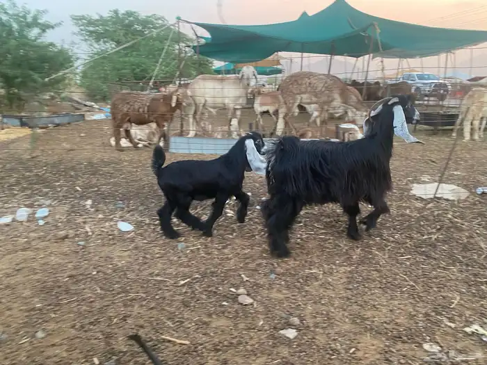 عنز عارضيه تحته تيس 7