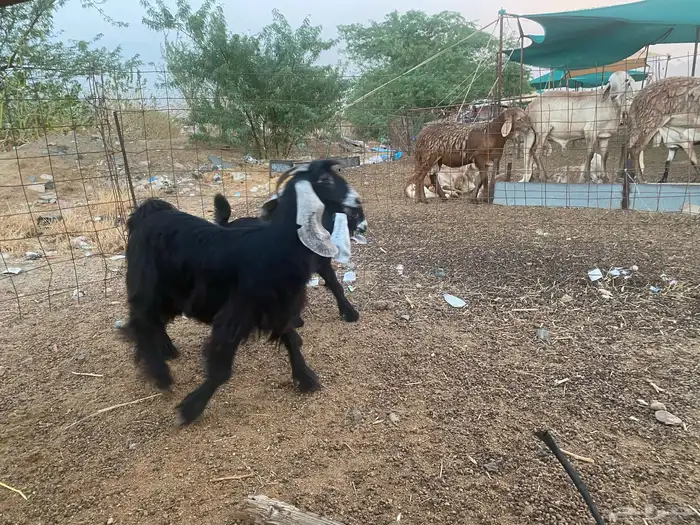 عنز عارضيه تحته تيس 6