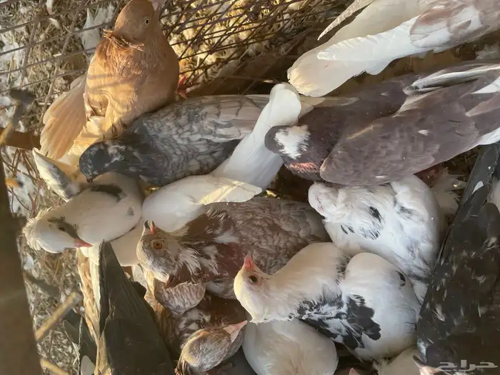 حمام مشكل 8