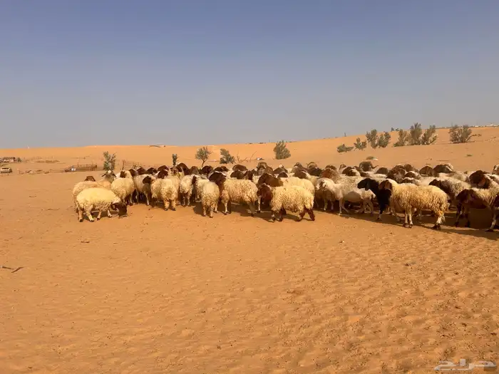 غنم نعيمي 4