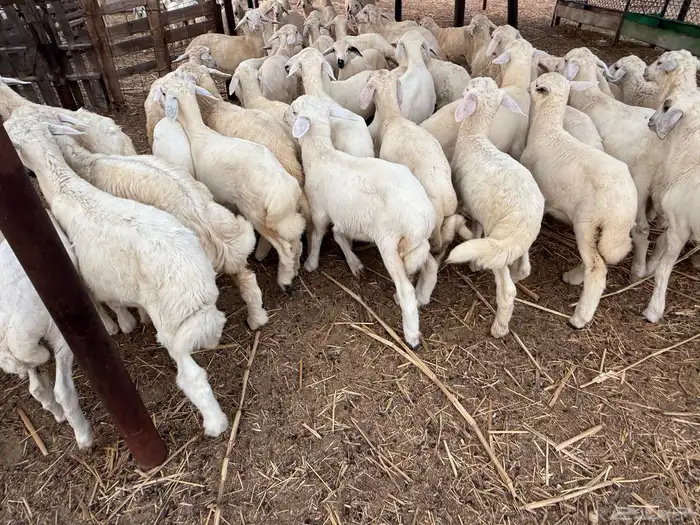 بهم تربية حري 66 3