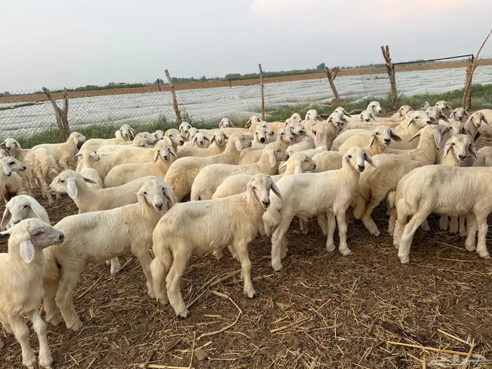 بهم تربية حري 66 2