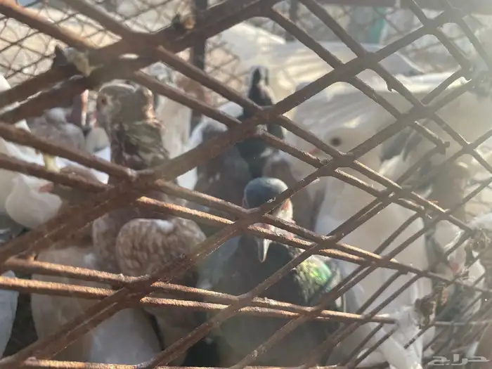 حمام مشكل 22