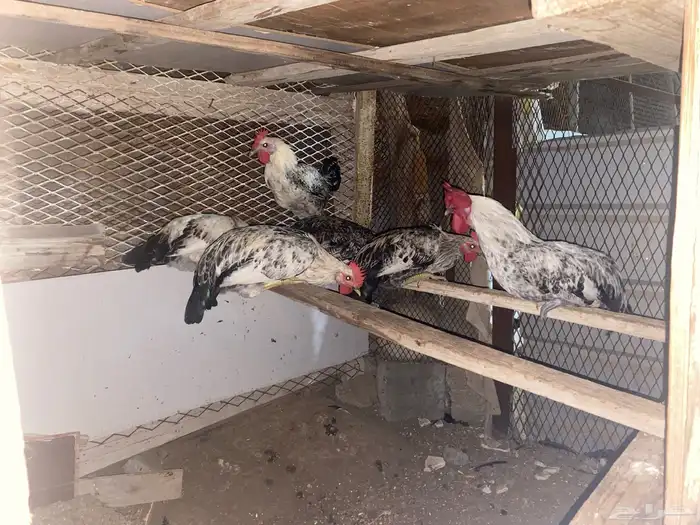 دجاج بلدي وفيومي 1