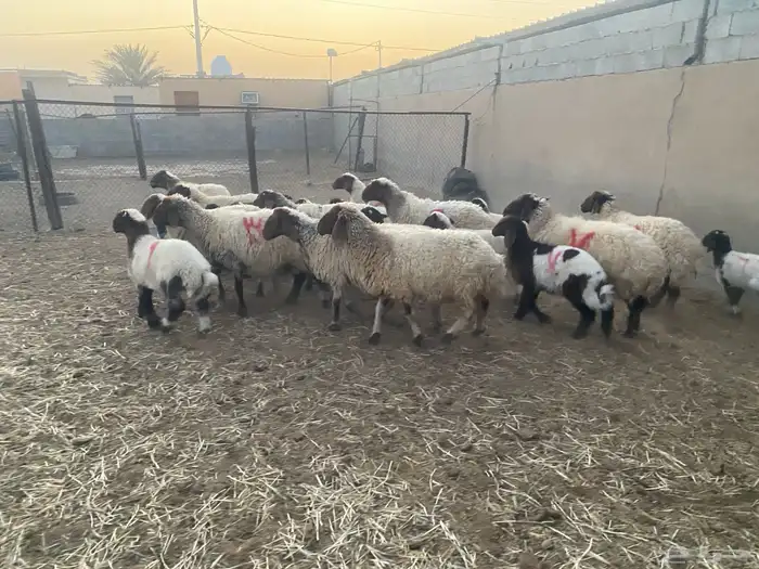 غنم نعيم مطافيل 4