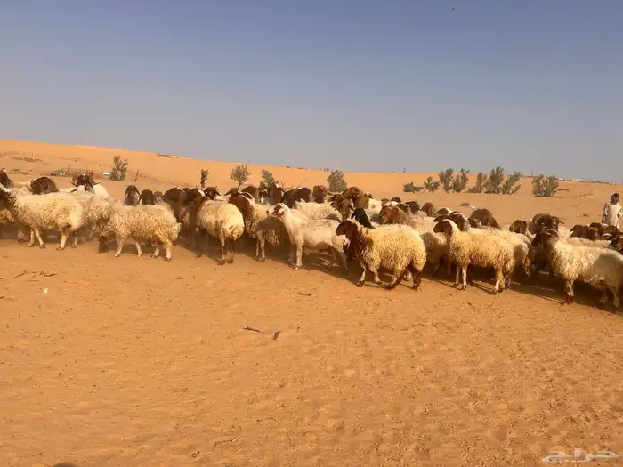 غنم نعيمي 1