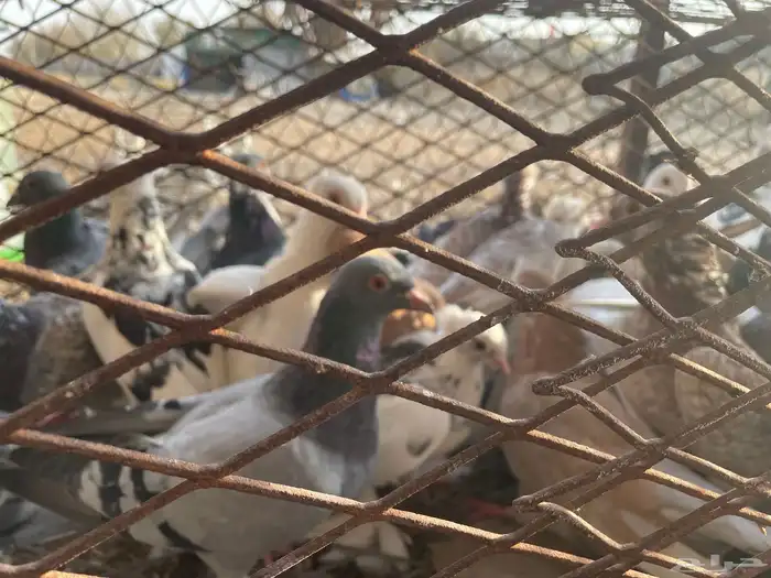حمام مشكل 24