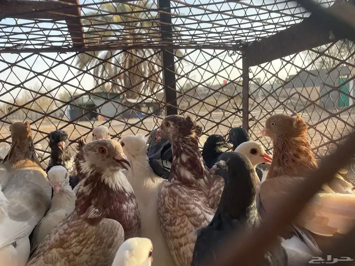 حمام مشكل 12
