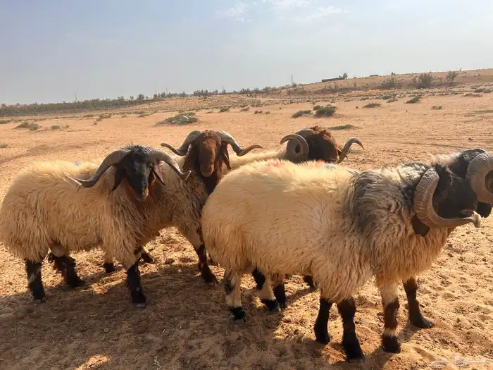 فحول نعيم 0