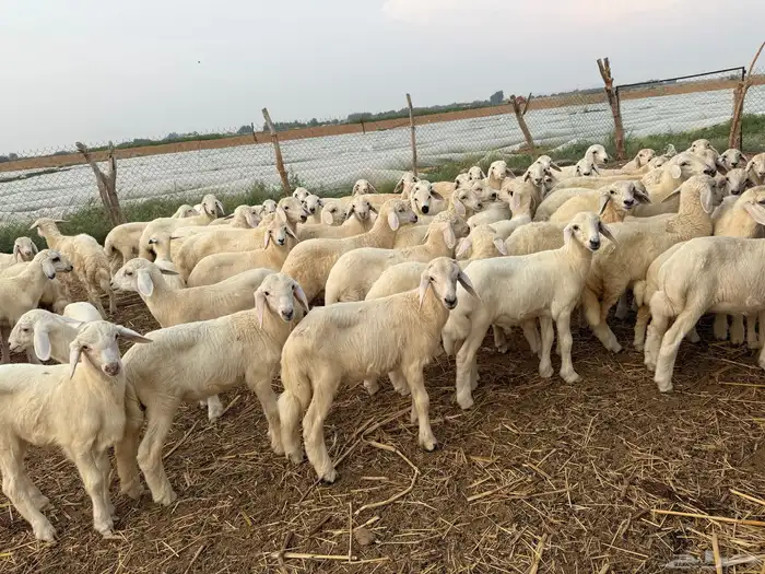 بهم تربية حري 66 1