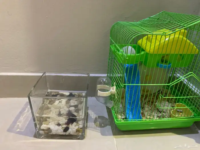 اعرض لكم سمكه وهامستر الهامستر عمره شهرين 0