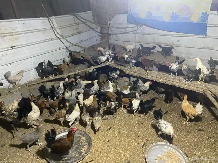 دجاج بلدي وفيومي 2