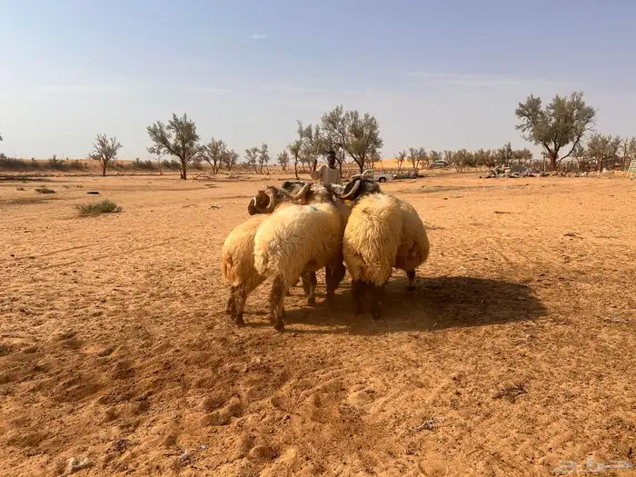 فحول نعيم 2
