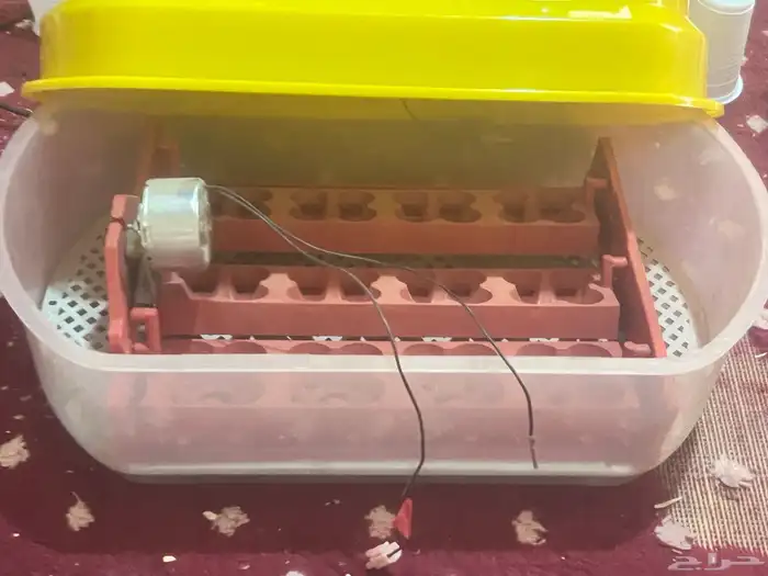 فقاسه 1