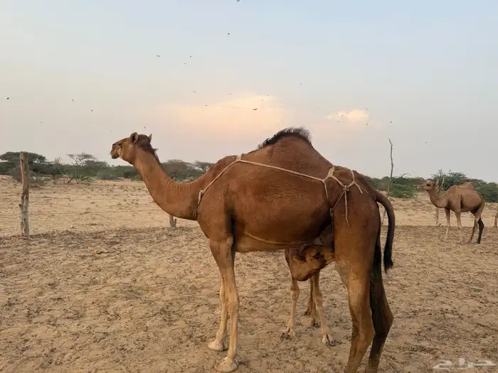 نياق خلفات 3