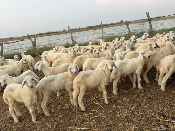 بهم تربية حري 66 0