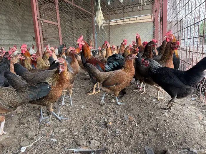دجاج عربي اصيل ترثه بياض 1