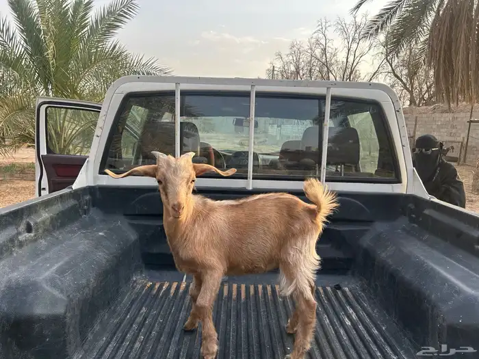 تيس قزمي للبيع 1