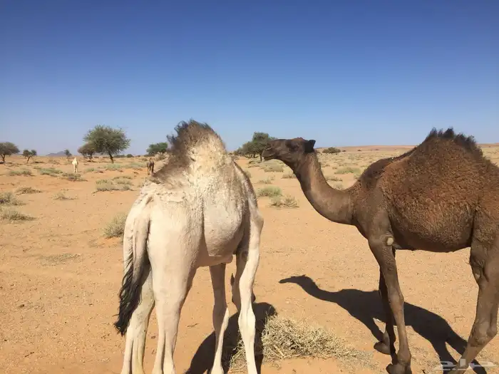 حشو 2طيبات على حليب امهاتهم 2