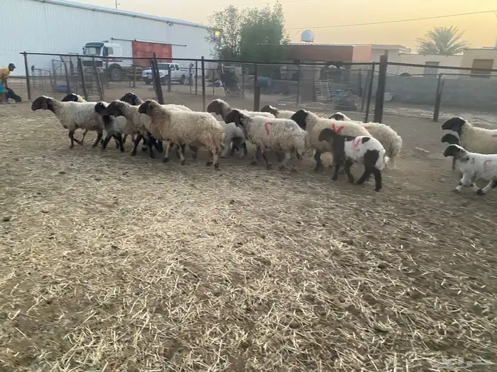 غنم نعيم مطافيل 0