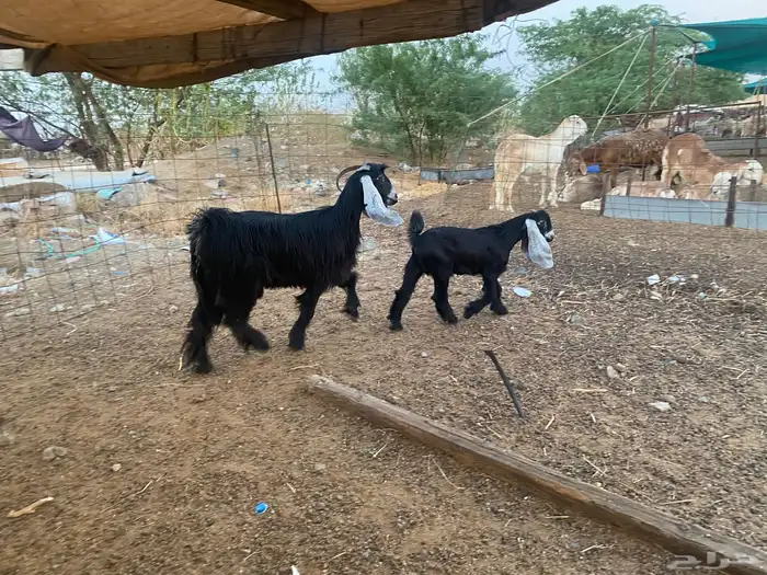 عنز عارضيه تحته تيس 11