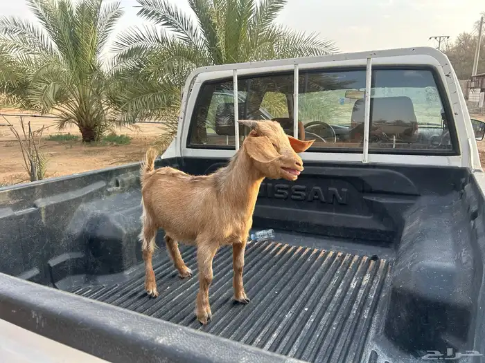 تيس قزمي للبيع 2
