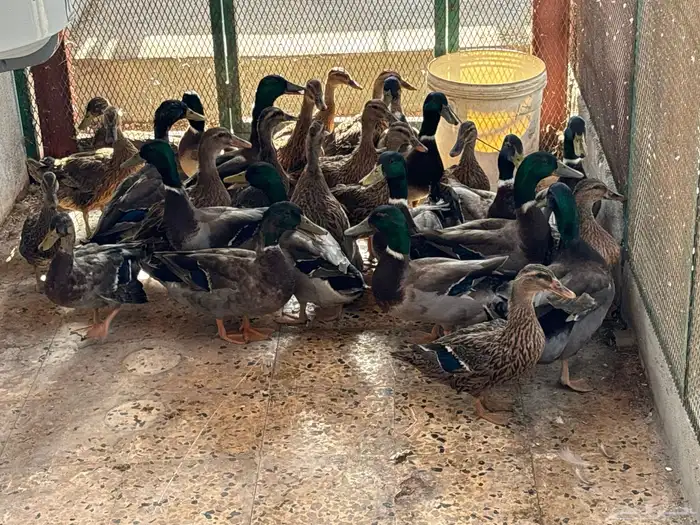 للبيع بط خطيري طيار 0