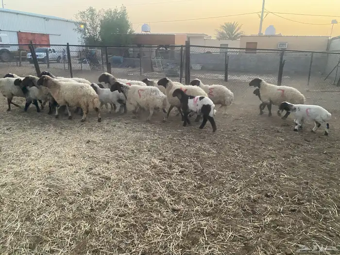 غنم نعيم مطافيل 1