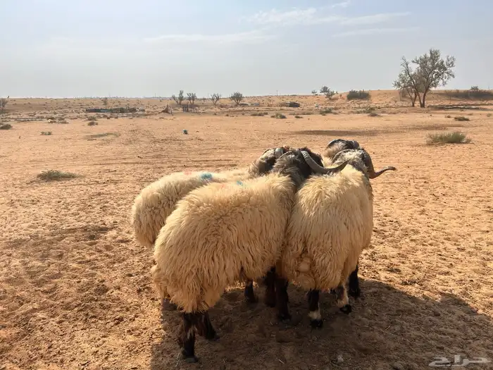 فحول نعيم 1