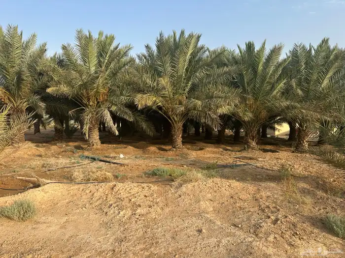نخل سكري واخلاص جثايث 0