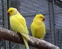 جوز دره اصفر لاتينو 0