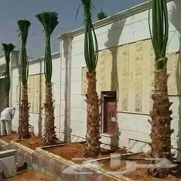 نخل امريكي زينه واشنطني 0