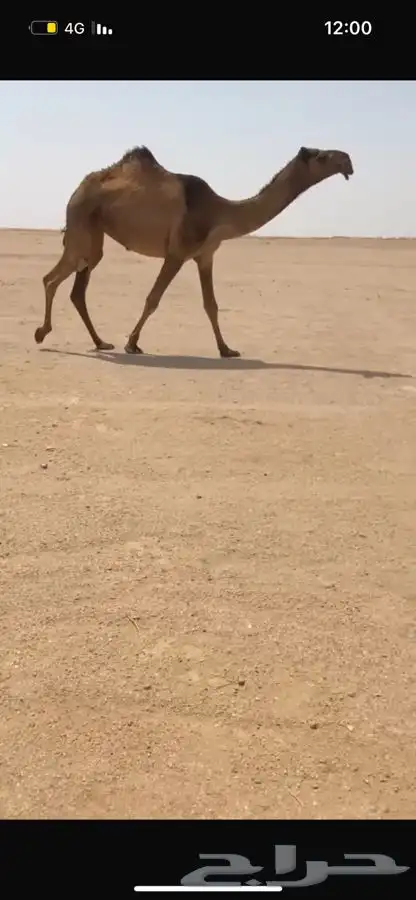 بكار صفر كفووو العدد3 2
