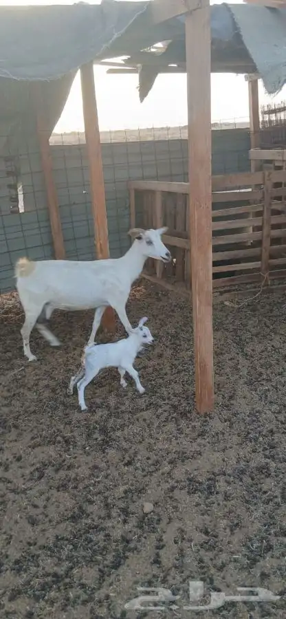 عنز بيشيه والديتبعهاتيس 1