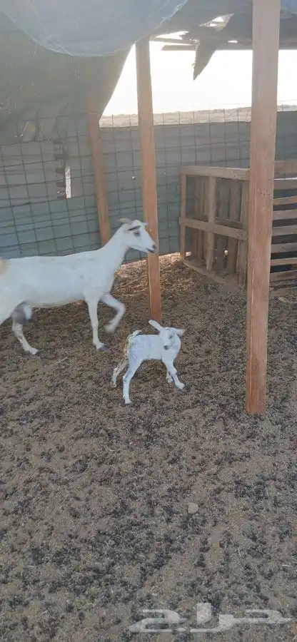 عنز بيشيه والديتبعهاتيس 2