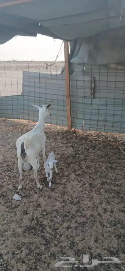 عنز بيشيه والديتبعهاتيس 5