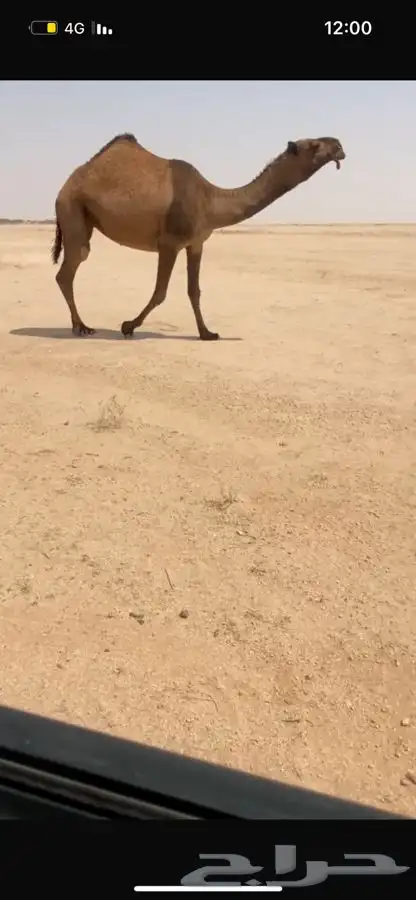 بكار صفر كفووو العدد3 1