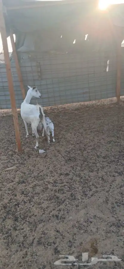 عنز بيشيه والديتبعهاتيس 3