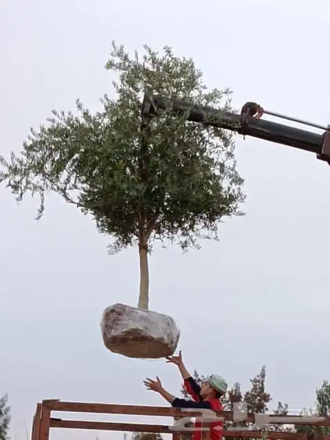 نخيل لبيع 1