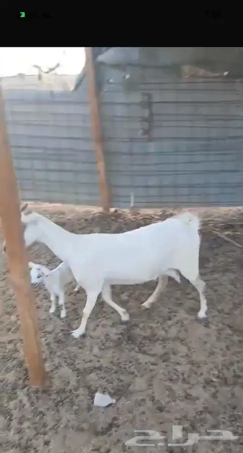 عنز بيشيه والديتبعهاتيس 7