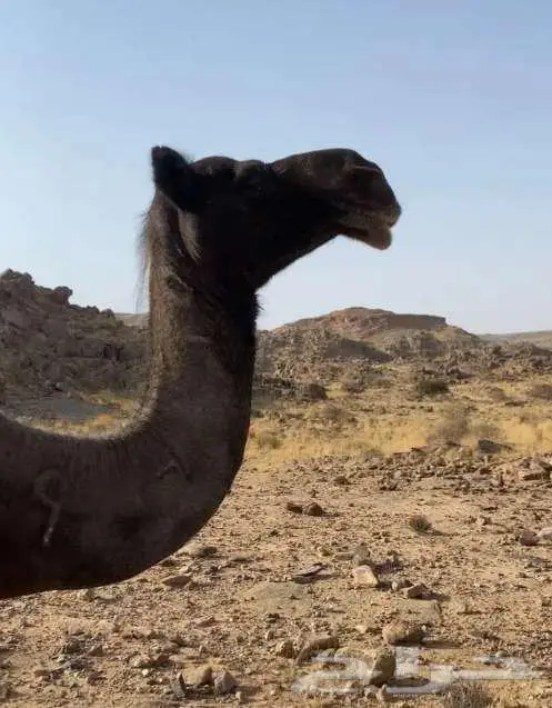 ناقة مجهم كفو 1