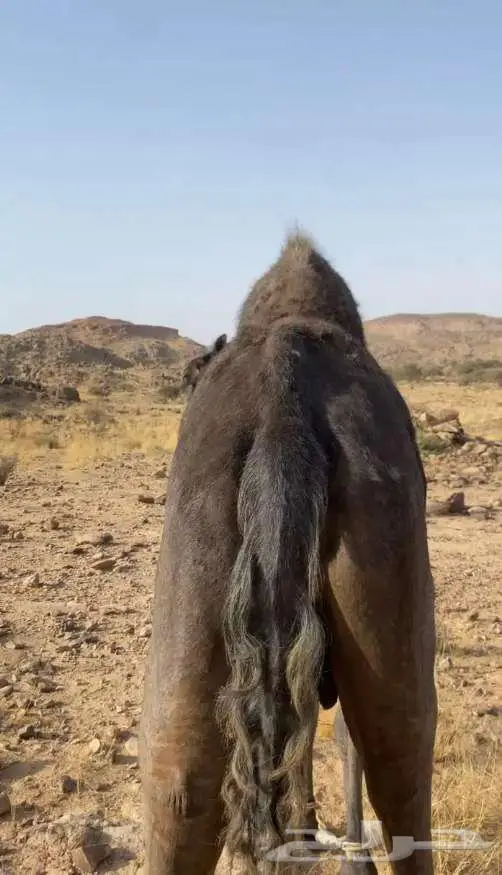 ناقة مجهم كفو 2
