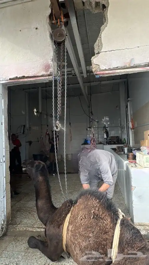 بيع حاشي لباني العشر ب 700 1