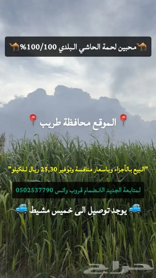 بيع حاشي لباني العشر ب 700 0