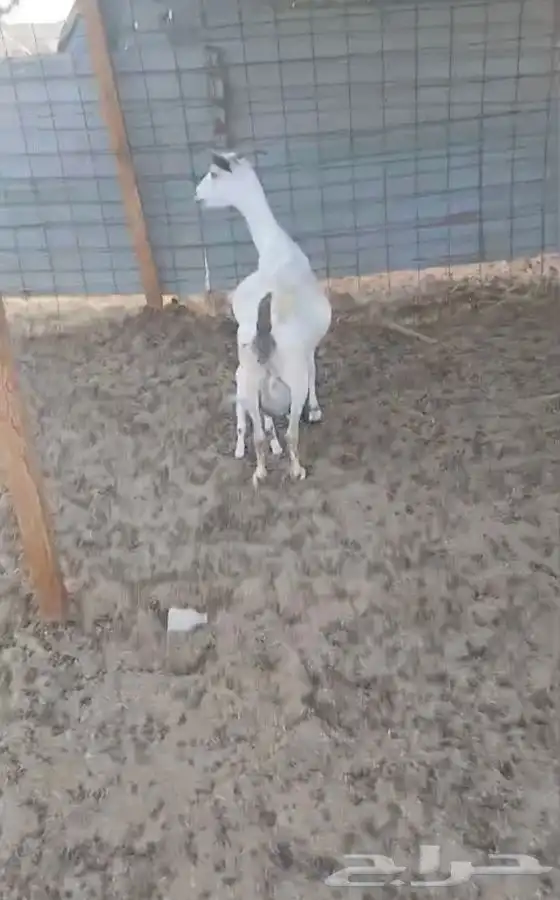 عنز بيشيه والديتبعهاتيس 10